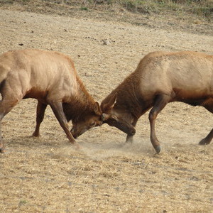 Bulls burning off some steam during rut