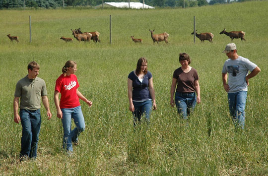 About Splendor Ridge Elk Farm