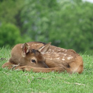 Baby calf