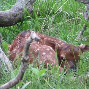 Baby calf hiding