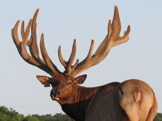 Velvet Antler :: Splendor Ridge Elk Farm